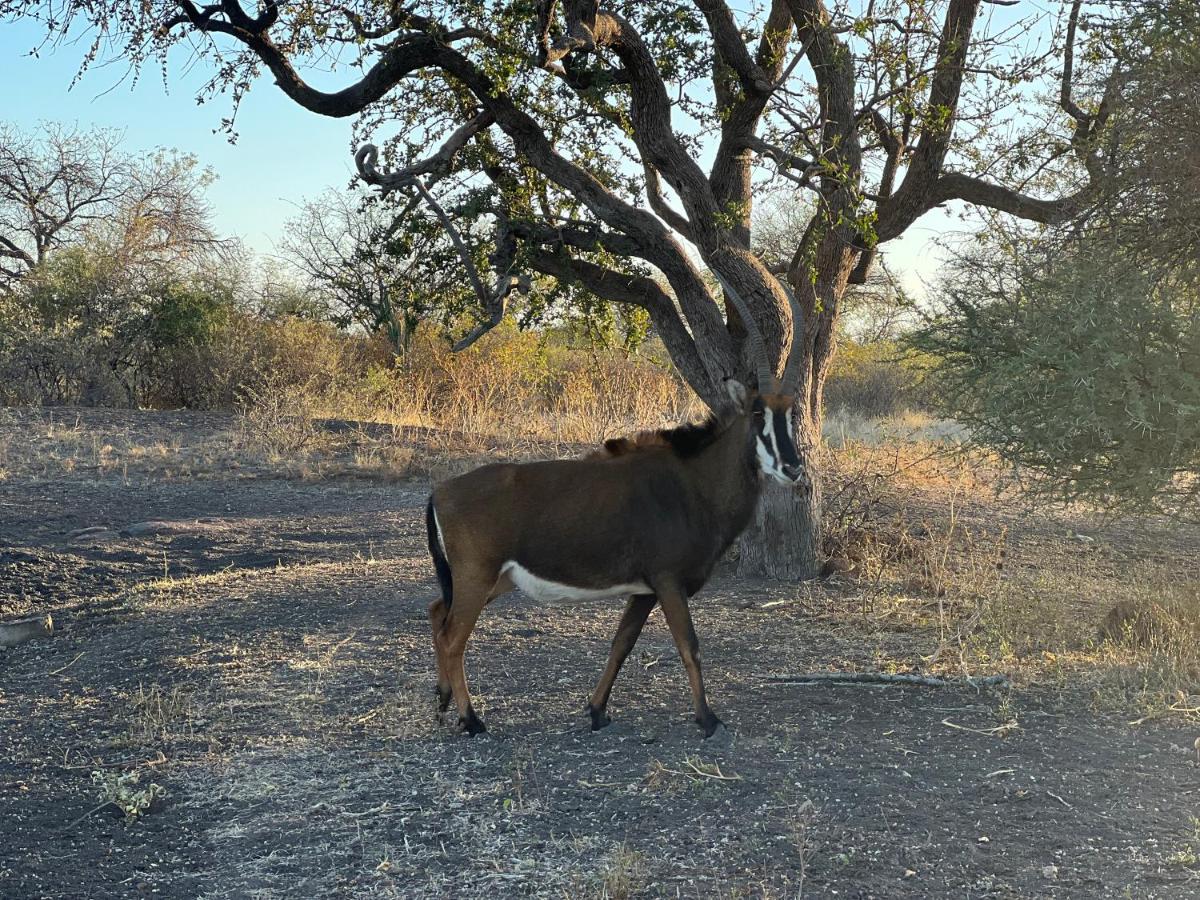 Simba Safaris African Pride Exotic Lodge Lephalale Buitenkant foto