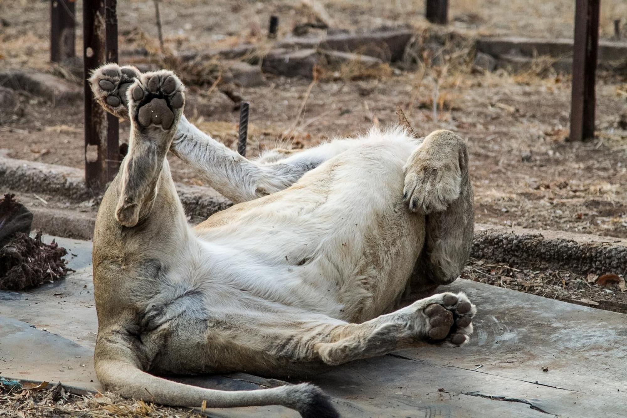 Simba Safaris African Pride Exotic Lodge Lephalale Buitenkant foto