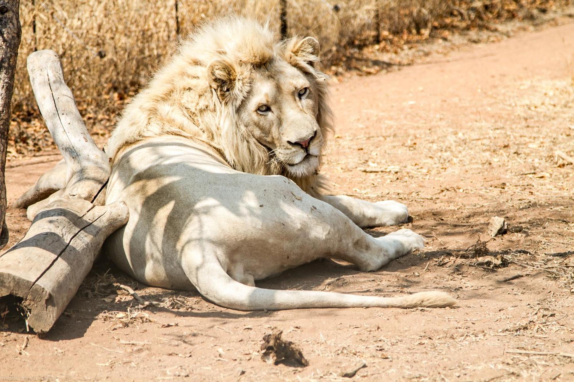 Simba Safaris African Pride Exotic Lodge Lephalale Buitenkant foto
