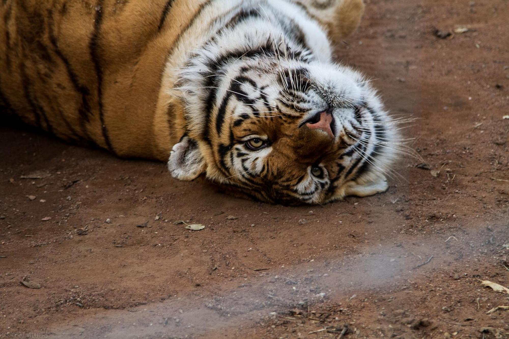 Simba Safaris African Pride Exotic Lodge Lephalale Buitenkant foto