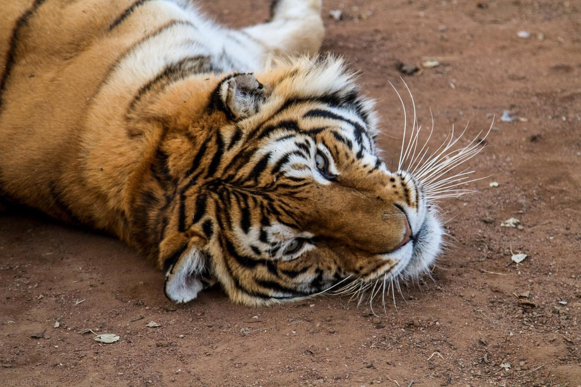 Simba Safaris African Pride Exotic Lodge Lephalale Buitenkant foto