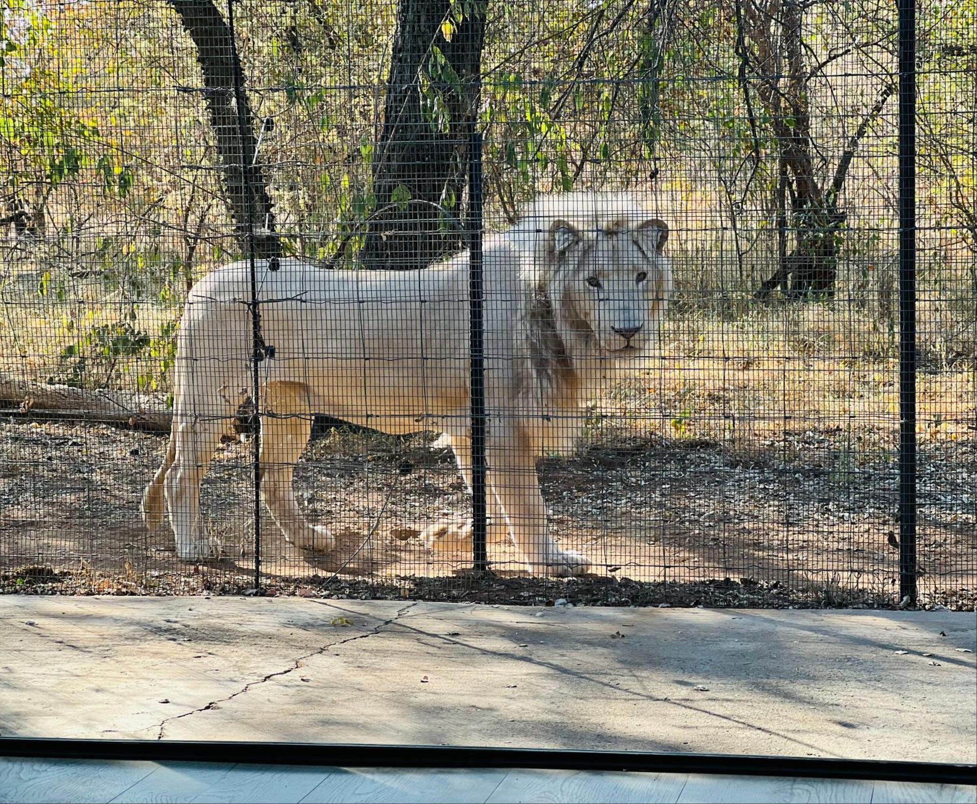 Simba Safaris African Pride Exotic Lodge Lephalale Buitenkant foto
