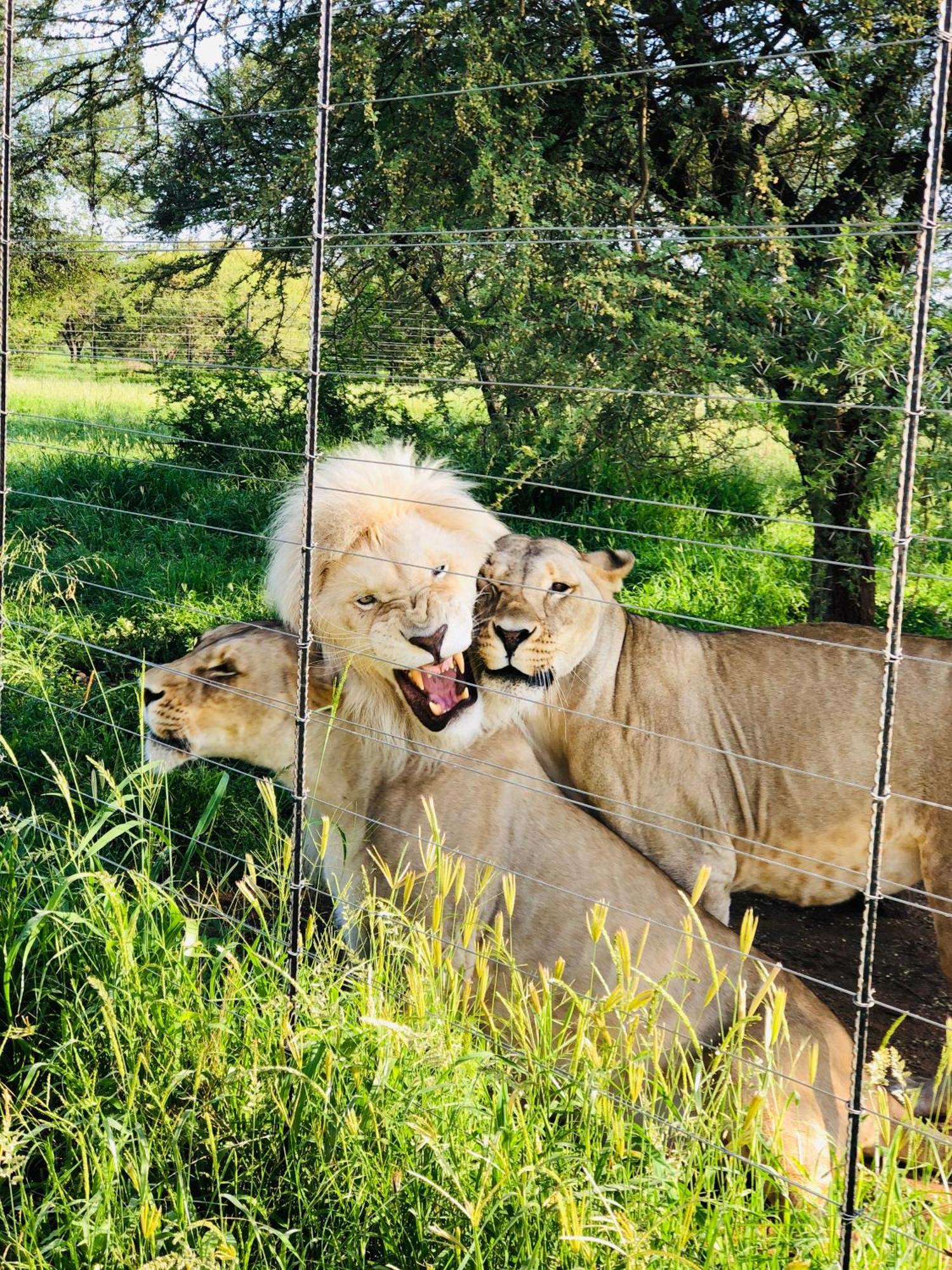 Simba Safaris African Pride Exotic Lodge Lephalale Buitenkant foto