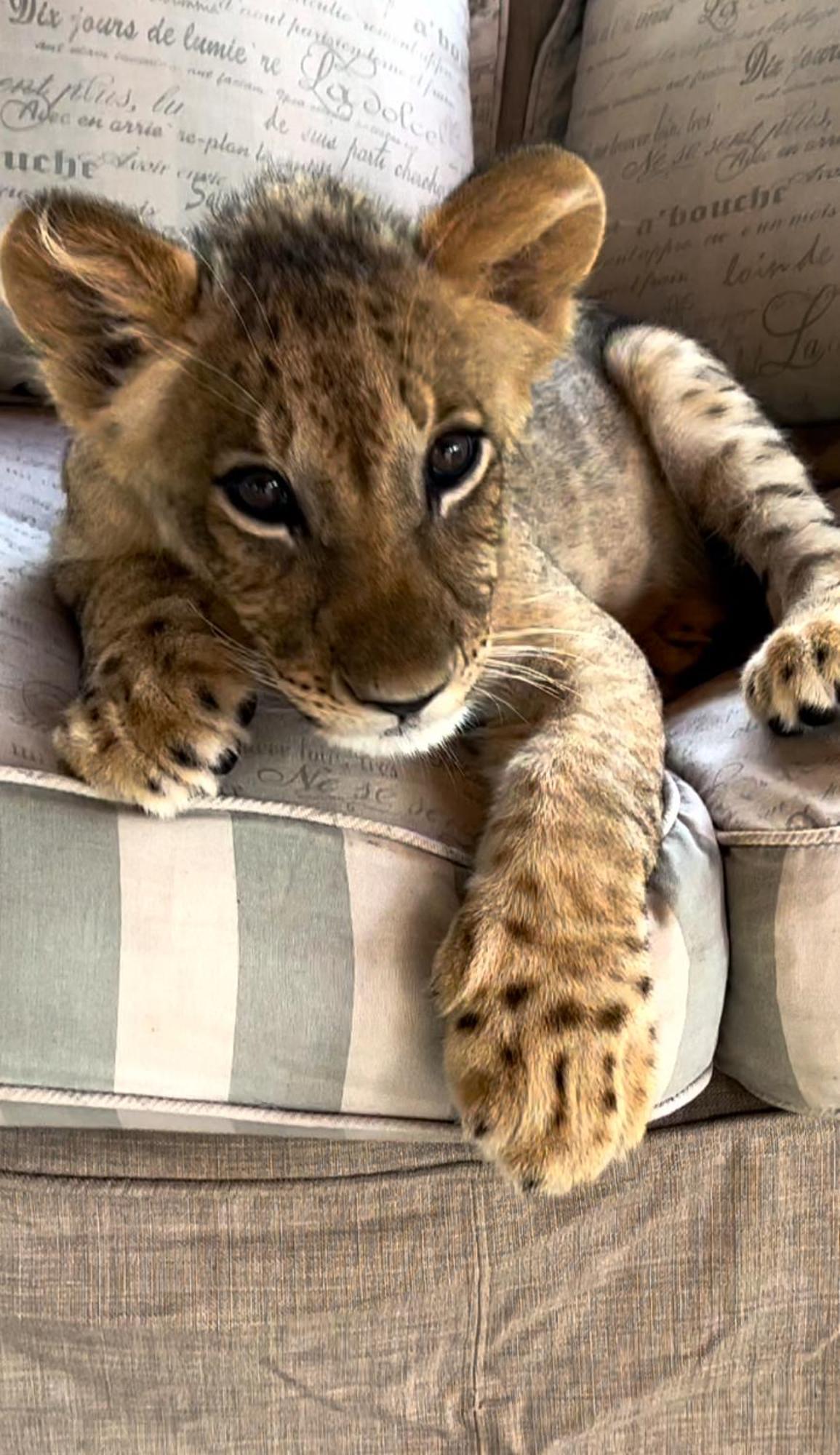 Simba Safaris African Pride Exotic Lodge Lephalale Buitenkant foto