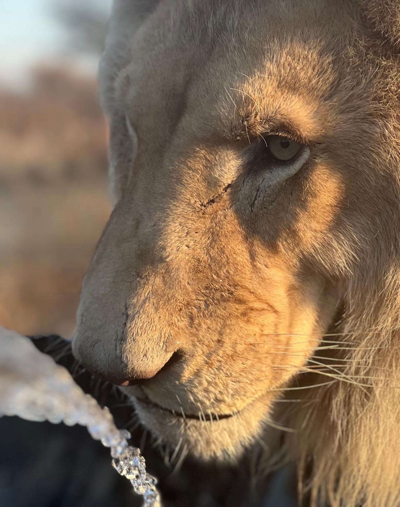 Simba Safaris African Pride Exotic Lodge Lephalale Buitenkant foto