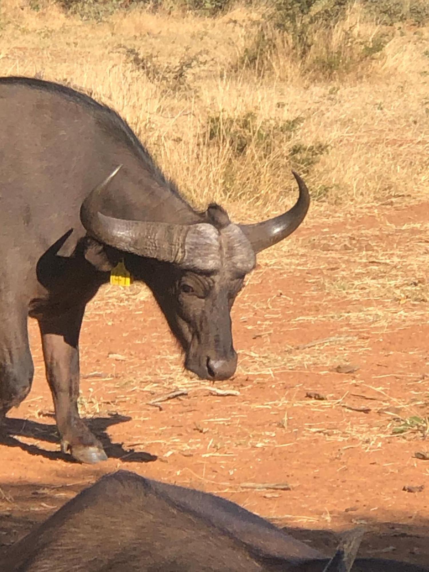 Simba Safaris African Pride Exotic Lodge Lephalale Buitenkant foto
