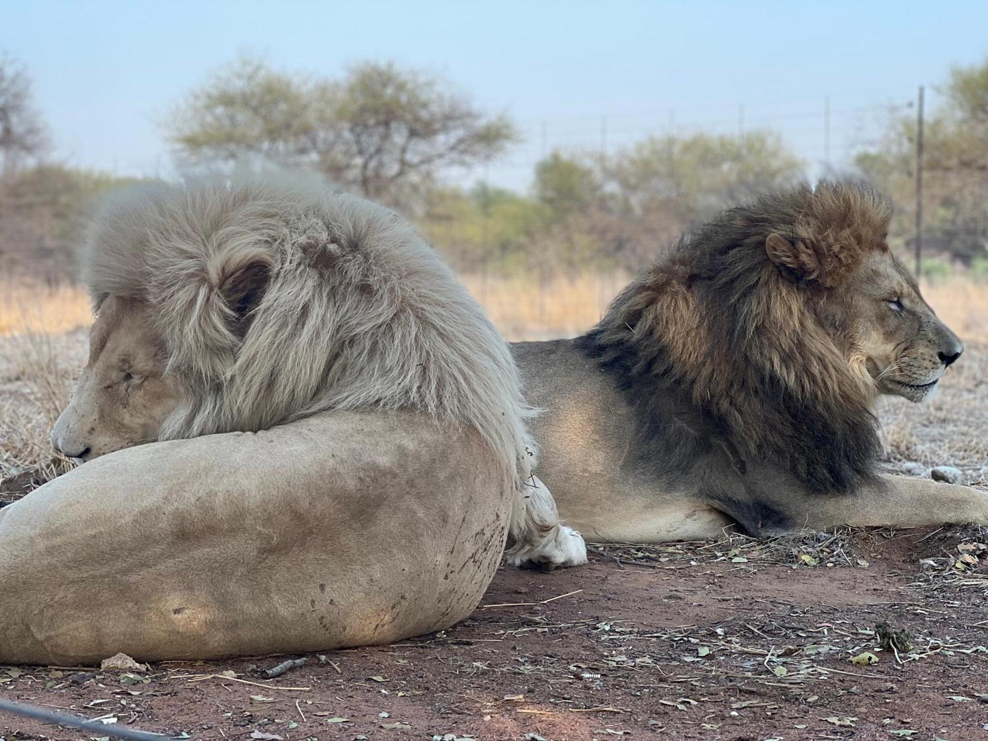 Simba Safaris African Pride Exotic Lodge Lephalale Buitenkant foto