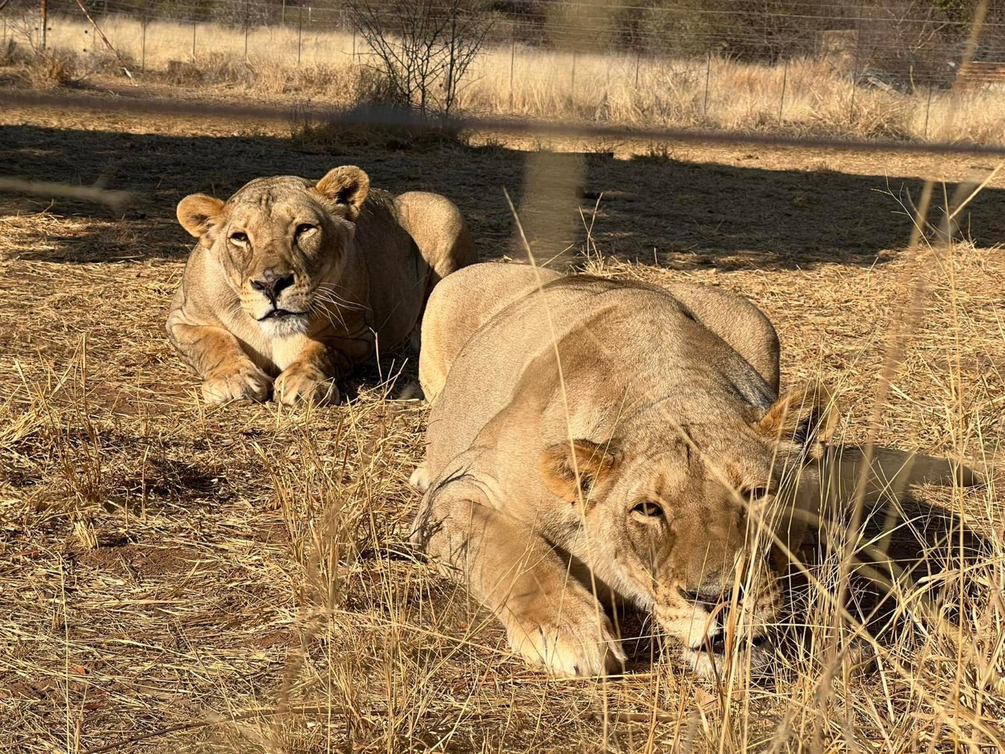 Simba Safaris African Pride Exotic Lodge Lephalale Buitenkant foto